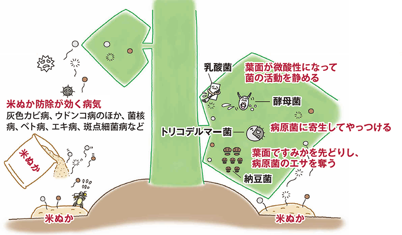 米ぬかで園芸肥料づくり お米マイスター 全国ネットワーク